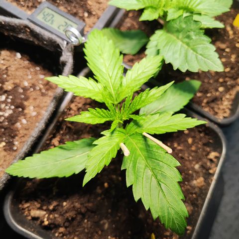M - Amnesia Haze (Zamnesia Genetics)  growlog timeline photo