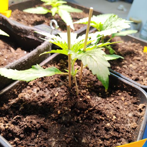 M - Amnesia Haze (Zamnesia Genetics)  growlog timeline photo