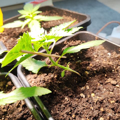 M - Runtz (Zamnesia Genetics)  growlog timeline photo