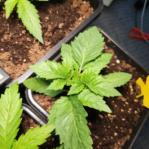 M - Runtz (Zamnesia Genetics)  growlog timeline photo