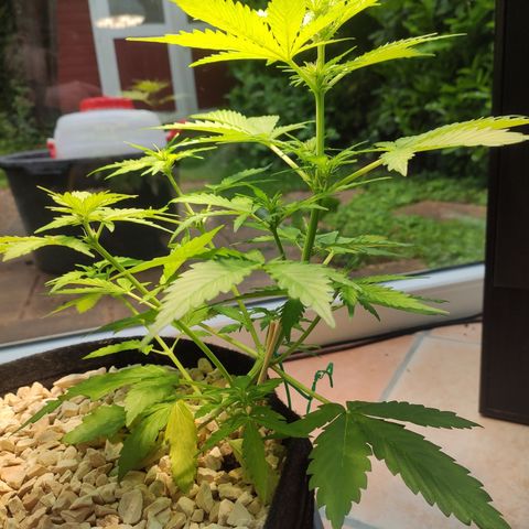 J - Blue Dream - Fast buds #1 growlog timeline photo