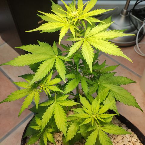 J - Blue Dream - Fast buds #1 growlog timeline photo