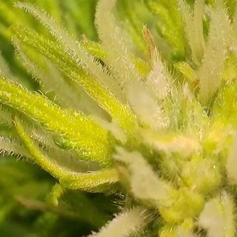 J - Blue Dream - Fast buds #1 growlog photo: Blüte 