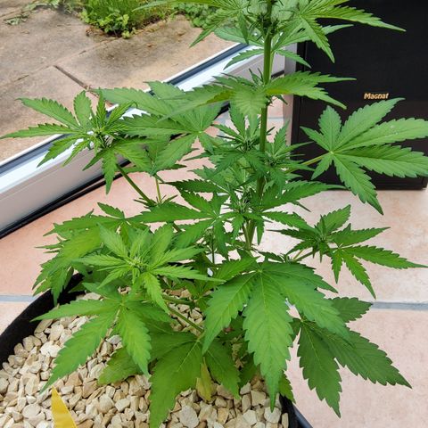 J - Blue Dream - Fast buds #1 growlog timeline photo