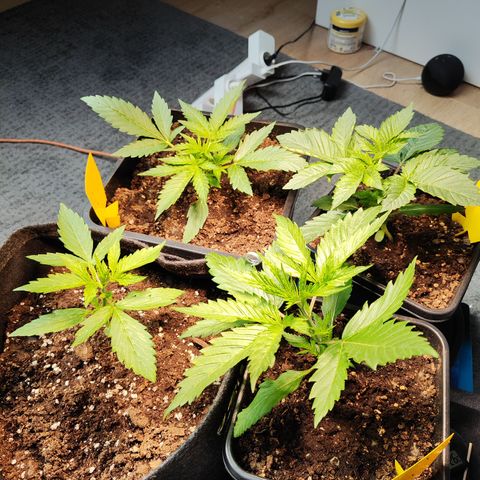 M - Runtz (Zamnesia Genetics)  growlog timeline photo