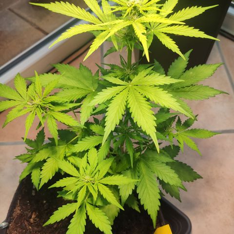 J - Blue Dream - Fast buds #1 growlog timeline photo