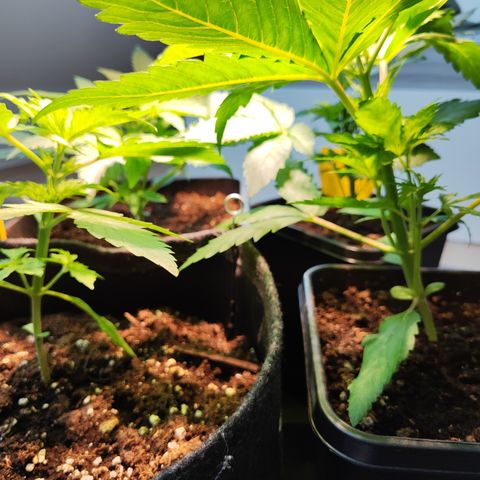 M - Runtz (Zamnesia Genetics)  growlog timeline photo
