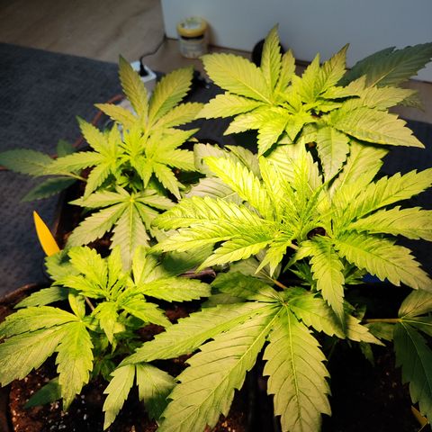 M - Runtz (Zamnesia Genetics)  growlog timeline photo