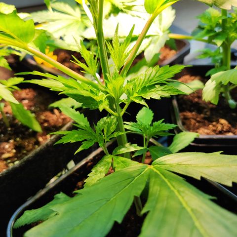 M - Amnesia Haze (Zamnesia Genetics)  growlog timeline photo