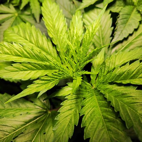M - Amnesia Haze (Zamnesia Genetics)  growlog timeline photo
