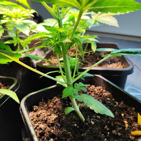 M - Runtz (Zamnesia Genetics)  growlog timeline photo