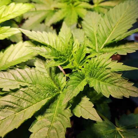 M - Runtz (Zamnesia Genetics)  growlog timeline photo