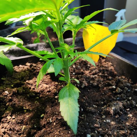 M - Black Orchid Automatic (Zamnesia Genetics)  growlog timeline photo