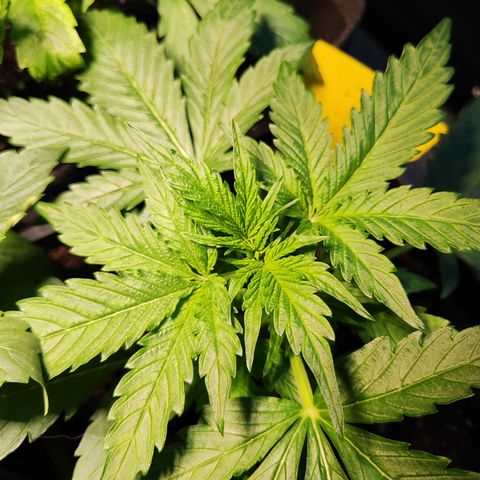 M - Black Orchid Automatic (Zamnesia Genetics)  growlog timeline photo