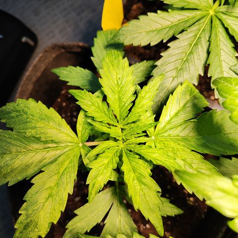 M - Northern Light Automatic (Sensi Seeds Genetics)  growlog photo: Weiterhin gelbe Verfärbungen auf Blättern, Ursache konnte noch nicht festgestellt werden.