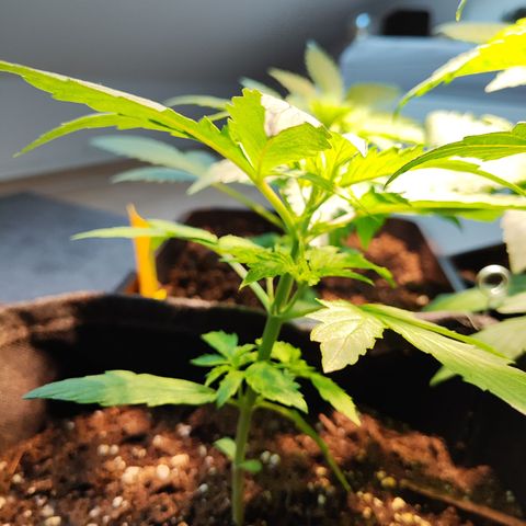 M - Northern Light Automatic (Sensi Seeds Genetics)  growlog photo: Weiterhin gelbe Verfärbungen auf Blättern, Ursache konnte noch nicht festgestellt werden.