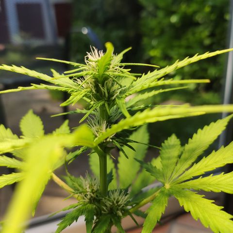 J - Blue Dream - Fast buds #1 growlog timeline photo