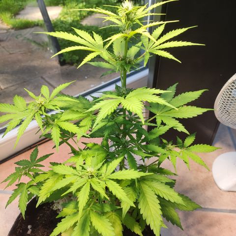 J - Blue Dream - Fast buds #1 growlog timeline photo