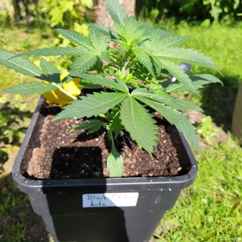 M - Black Orchid Automatic (Zamnesia Genetics)  growlog timeline photo