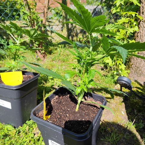 M - Amnesia Haze (Zamnesia Genetics)  growlog timeline photo
