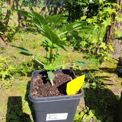 M - Runtz (Zamnesia Genetics)  growlog timeline photo