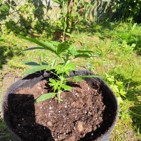 M - Northern Light Automatic (Sensi Seeds Genetics)  growlog timeline photo