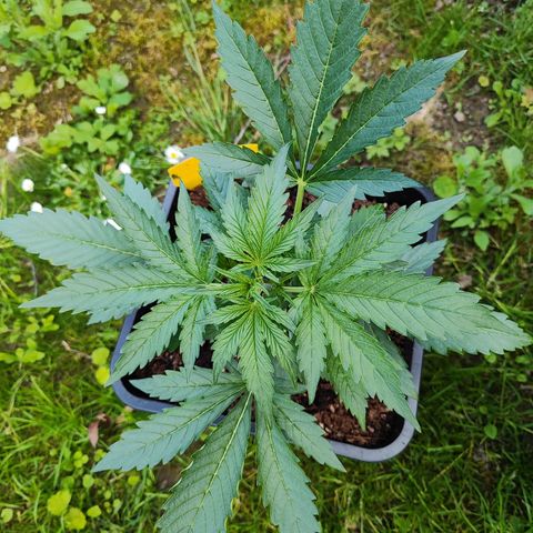 M - Black Orchid Automatic (Zamnesia Genetics)  growlog timeline photo
