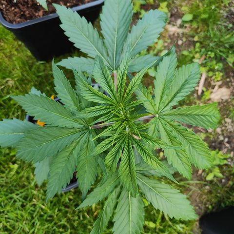 M - Amnesia Haze (Zamnesia Genetics)  growlog timeline photo