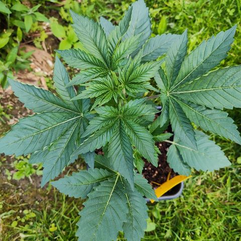 M - Runtz (Zamnesia Genetics)  growlog timeline photo