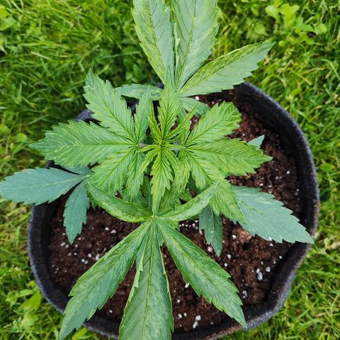 M - Northern Light Automatic (Sensi Seeds Genetics)  growlog timeline photo