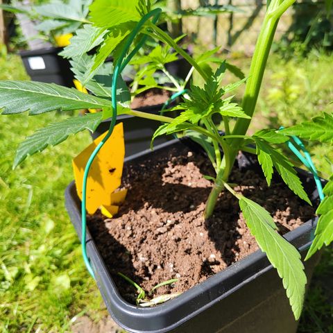M - Amnesia Haze (Zamnesia Genetics)  growlog timeline photo