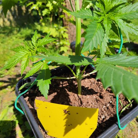 M - Amnesia Haze (Zamnesia Genetics)  growlog timeline photo