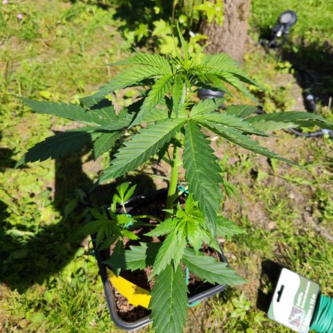 M - Amnesia Haze (Zamnesia Genetics)  growlog timeline photo