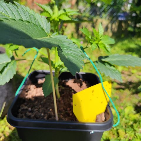 M - Runtz (Zamnesia Genetics)  growlog timeline photo
