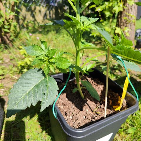 M - Runtz (Zamnesia Genetics)  growlog timeline photo