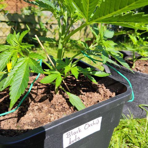 M - Black Orchid Automatic (Zamnesia Genetics)  growlog timeline photo