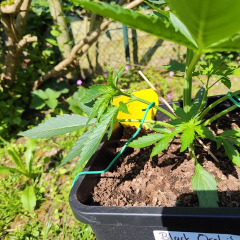 M - Black Orchid Automatic (Zamnesia Genetics)  growlog timeline photo