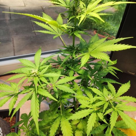 J - Blue Dream - Fast buds #1 growlog timeline photo