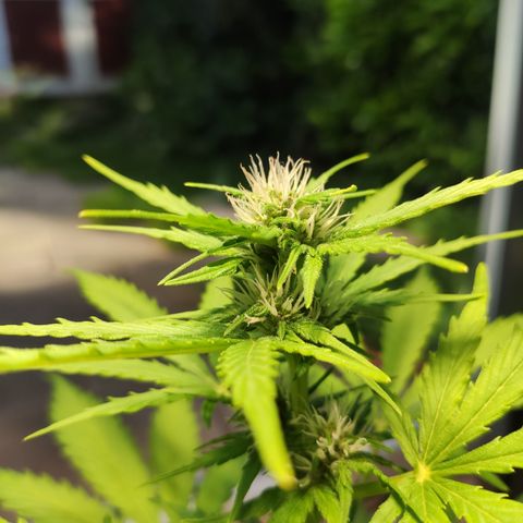 J - Blue Dream - Fast buds #1 growlog timeline photo