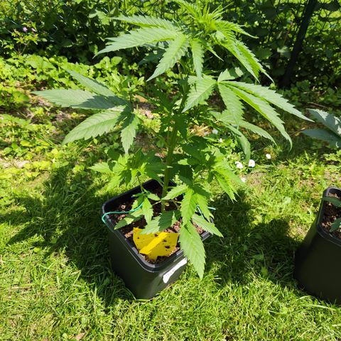 M - Amnesia Haze (Zamnesia Genetics)  growlog timeline photo