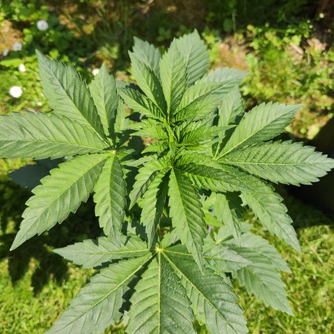 M - Runtz (Zamnesia Genetics)  growlog timeline photo