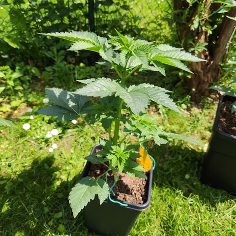 M - Runtz (Zamnesia Genetics)  growlog timeline photo