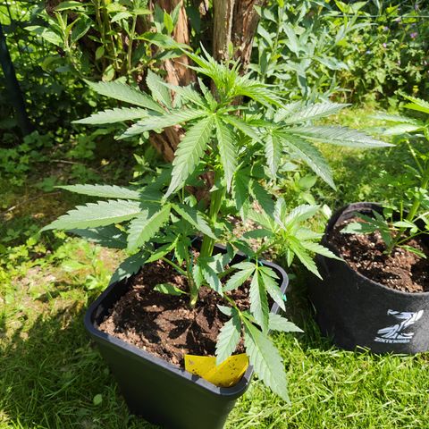 M - Black Orchid Automatic (Zamnesia Genetics)  growlog timeline photo