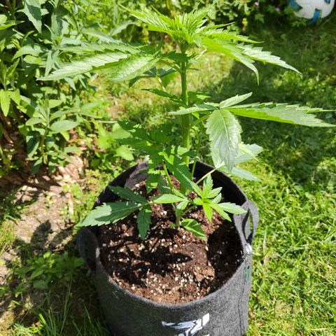 M - Northern Light Automatic (Sensi Seeds Genetics)  growlog timeline photo