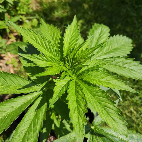 M - Northern Light Automatic (Sensi Seeds Genetics)  growlog timeline photo
