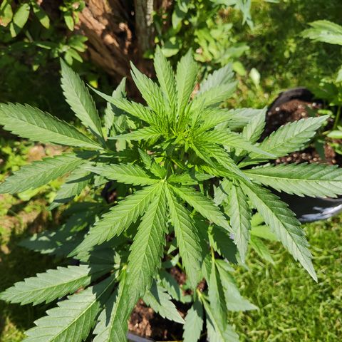 M - Black Orchid Automatic (Zamnesia Genetics)  growlog timeline photo