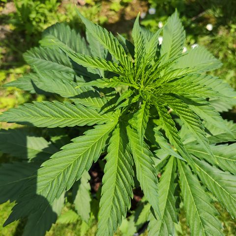 M - Amnesia Haze (Zamnesia Genetics)  growlog timeline photo