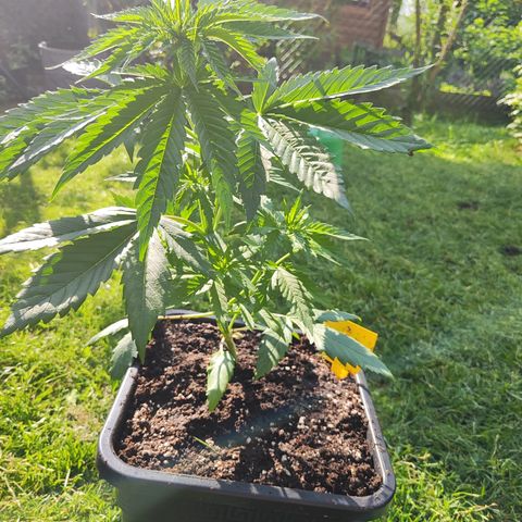 M - Amnesia Haze (Zamnesia Genetics)  growlog photo: 14 L quadratischer Plastiktopf