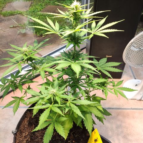 J - Blue Dream - Fast buds #1 growlog timeline photo