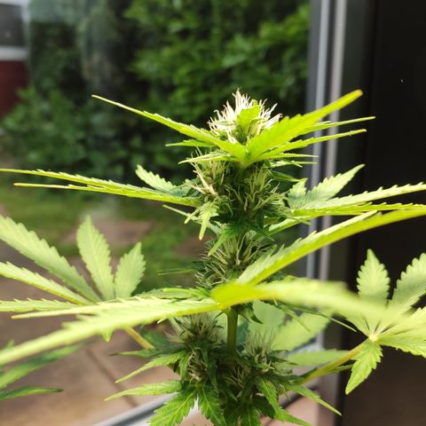 J - Blue Dream - Fast buds #1 growlog timeline photo
